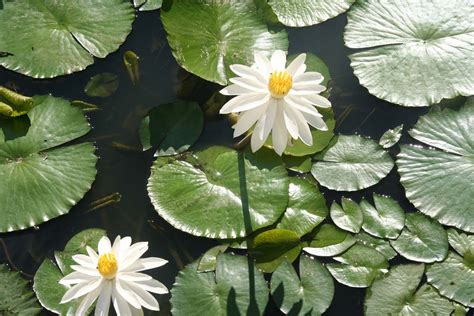 家裡可以種蓮花嗎|蓮花種植土壤及環境